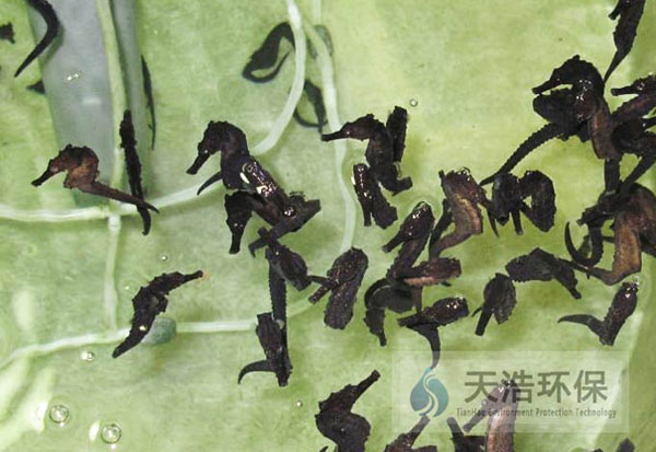 海馬工廠化養殖方案